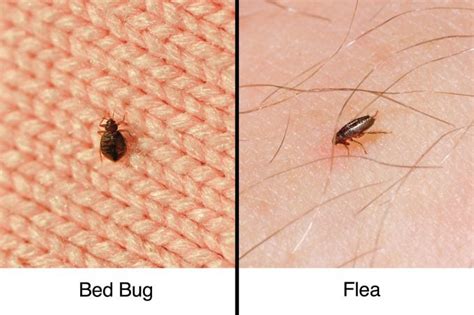 are fleas similar to bedbugs